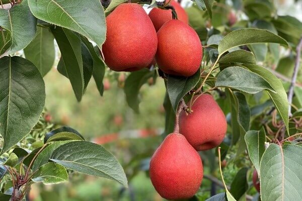 2 PiqaBoo (groot)